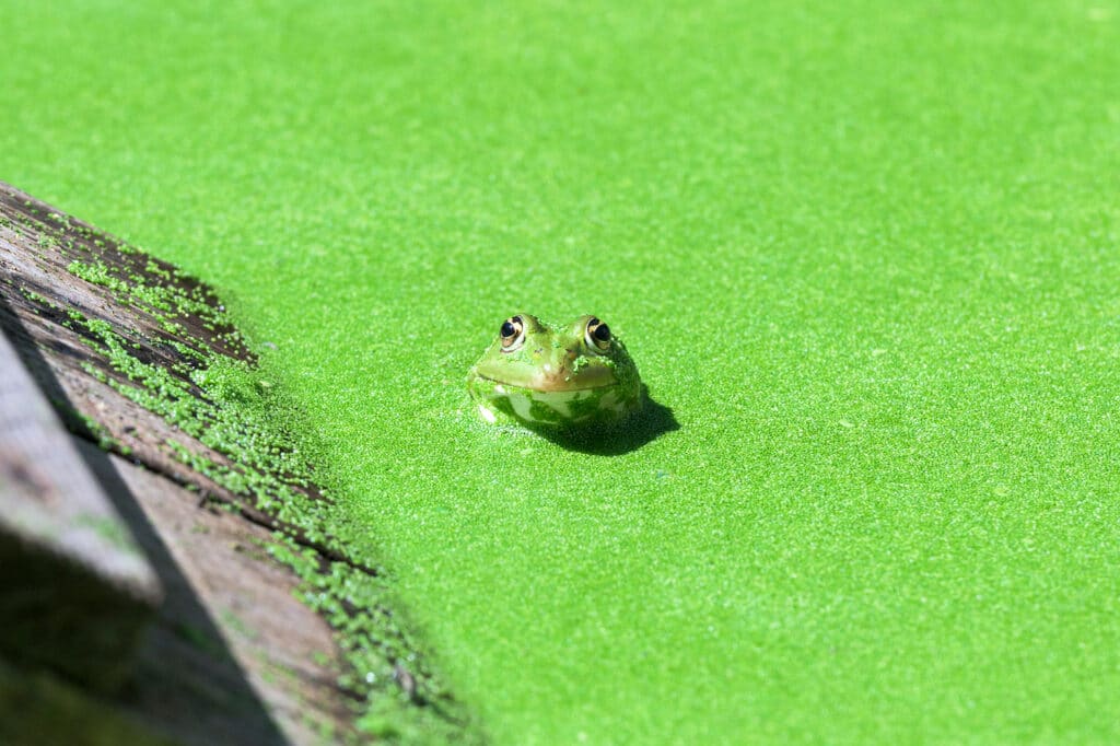 Grenouille